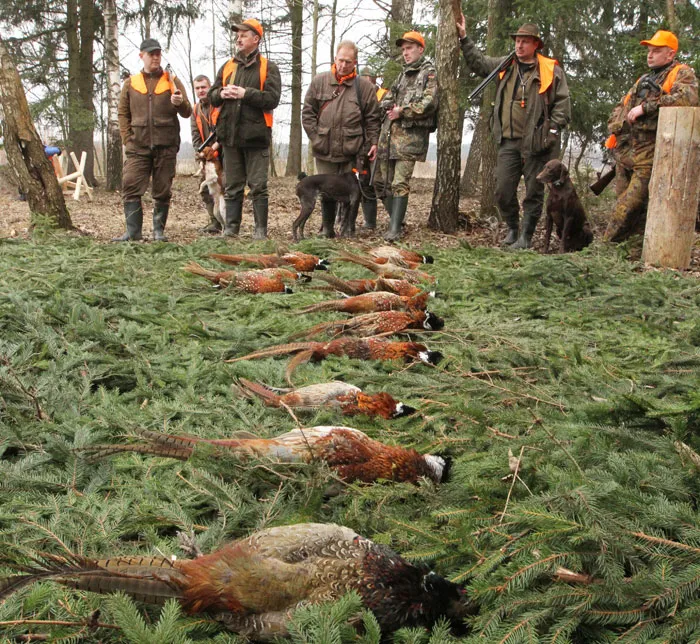 Охотничьи хозяйства лесной отрасли готовы предложить как традиционные, так и новые виды охот. фото